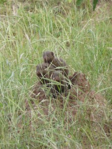 dwarf mongoose