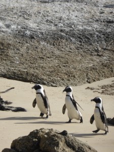 penguins