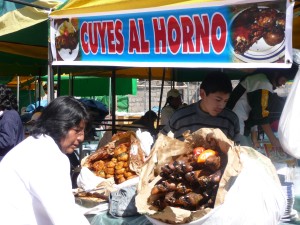guinea pig after