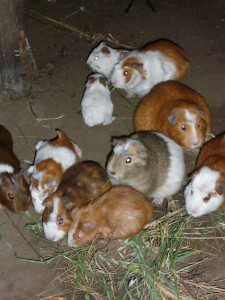 guinea pig before