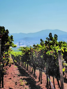casablanca wine