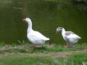 ducks at matetic