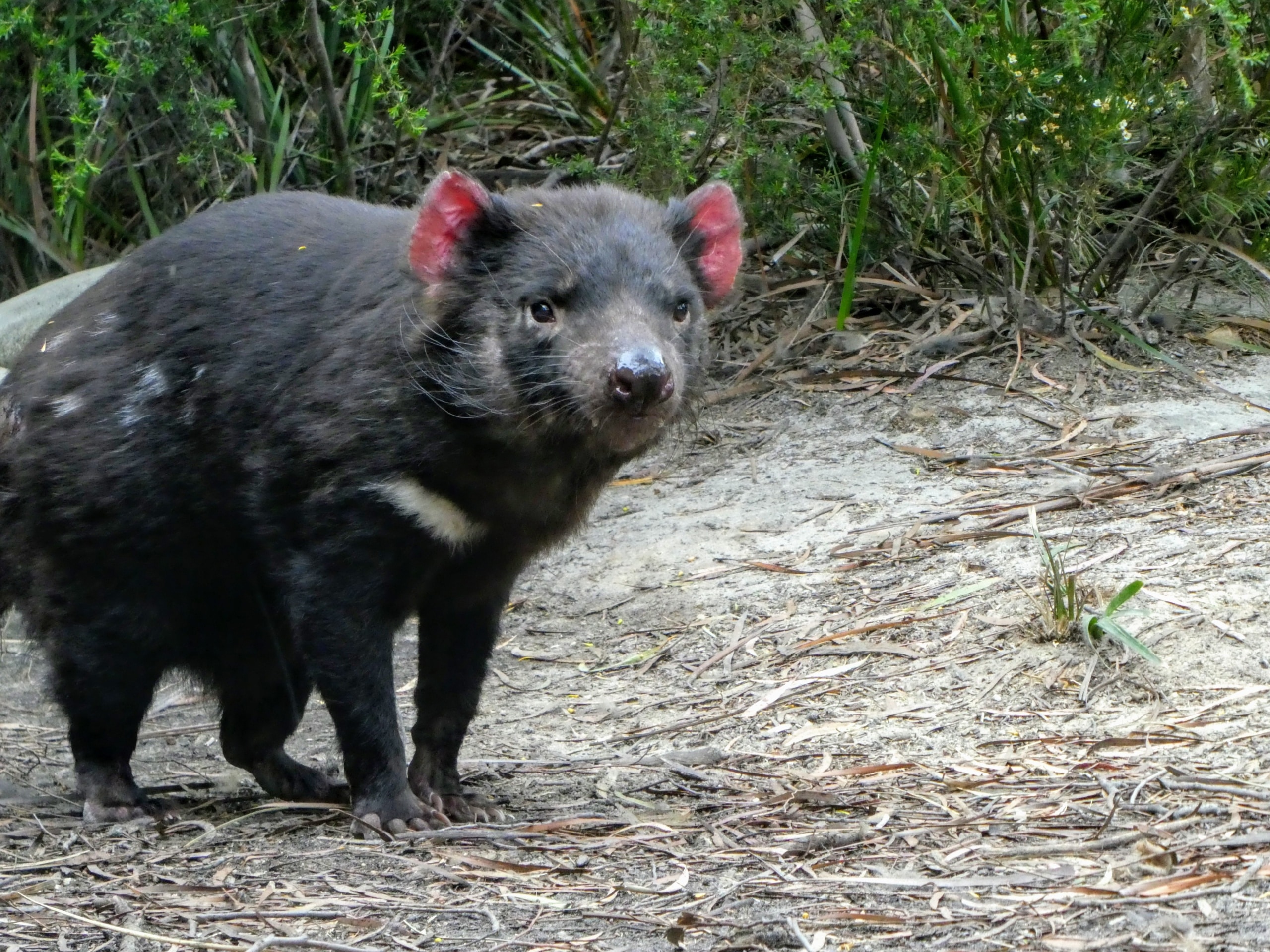 Featured image for “Exploring Tasmania’s Wine, Whisky, Waters, and Wallabies”