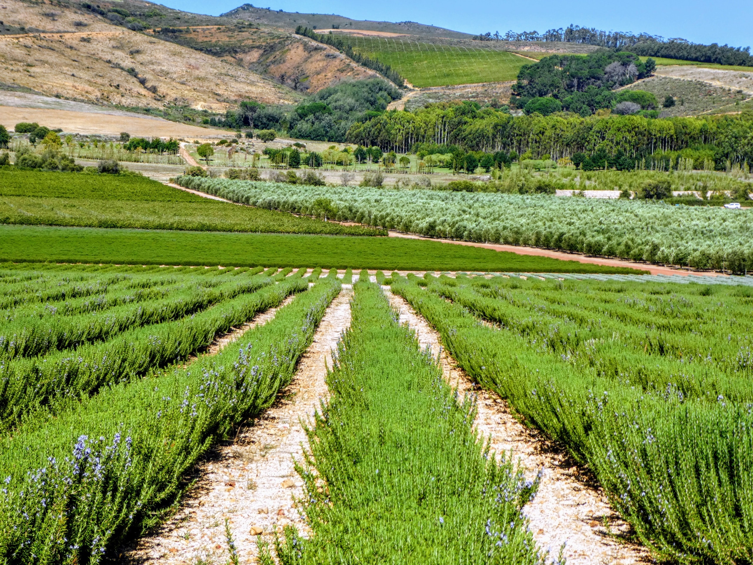 Featured image for “Follow Us Through Africa: The Winelands”
