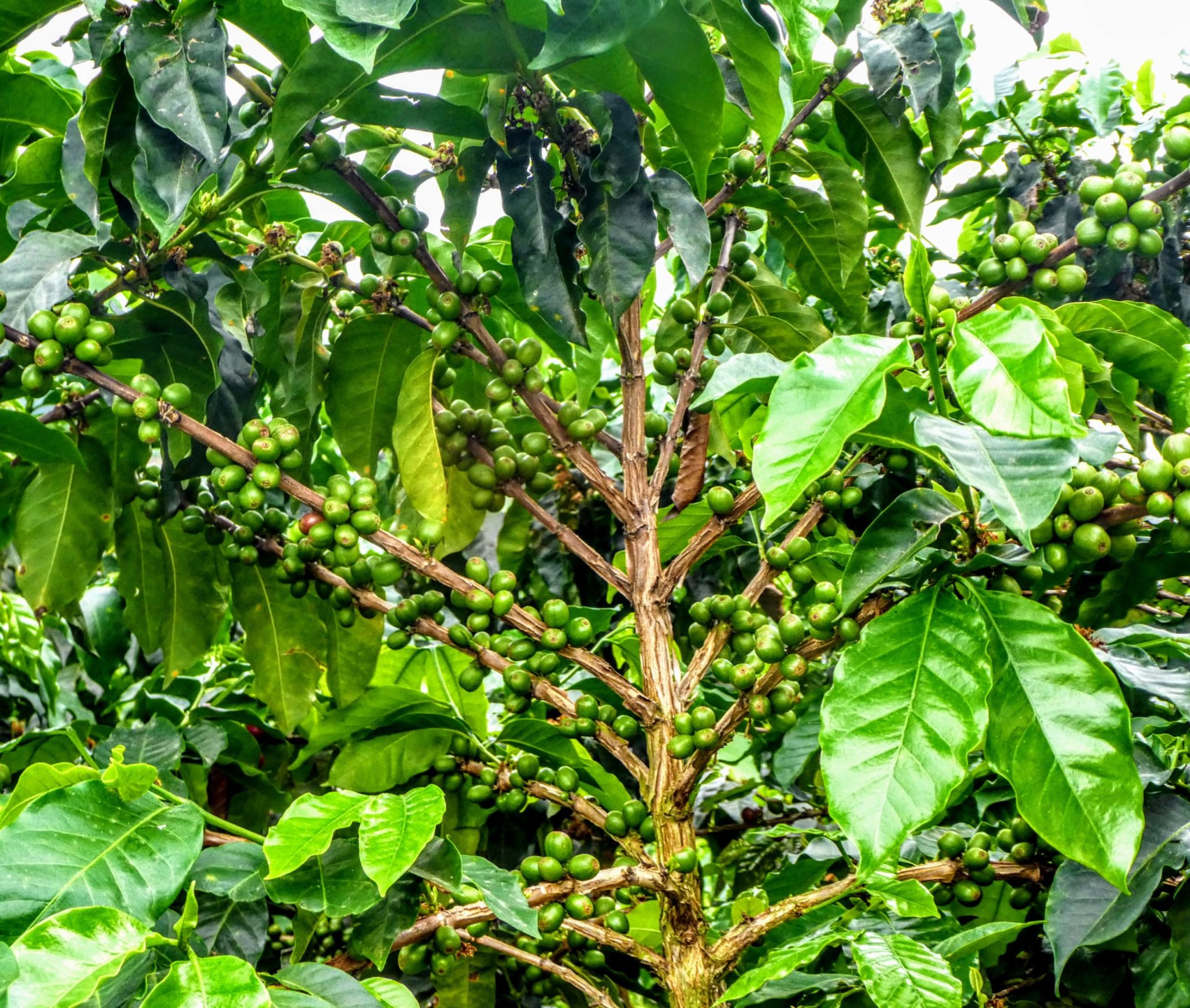 Featured image for “Colombia, From City to Coffee Country to Coast”