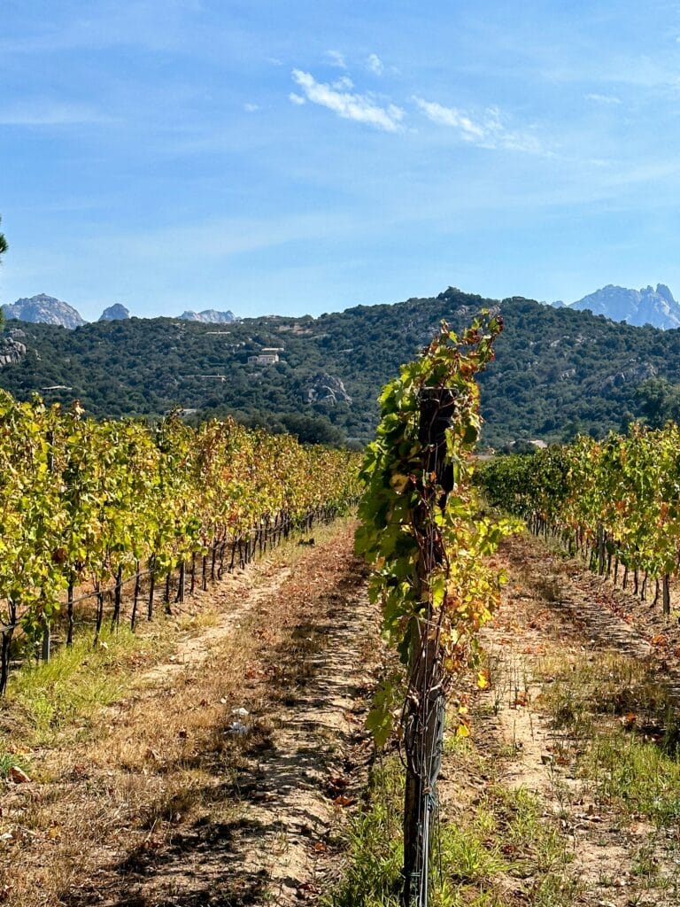 vineyards in sardinia country side