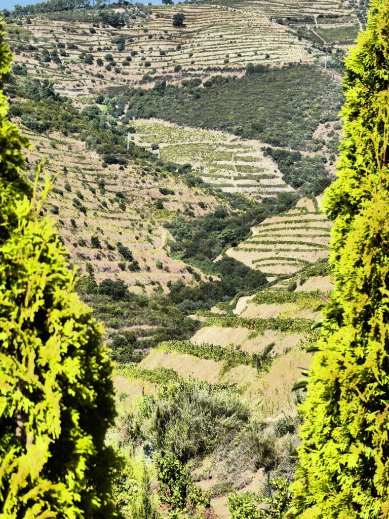 rolling hills view
