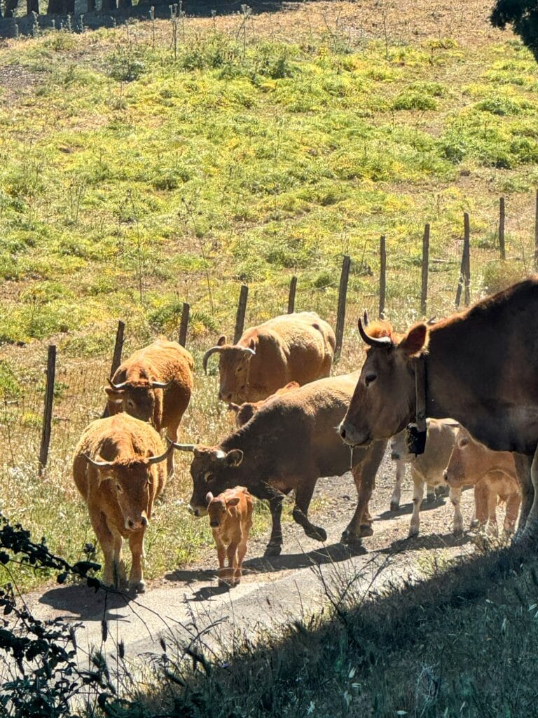 cows