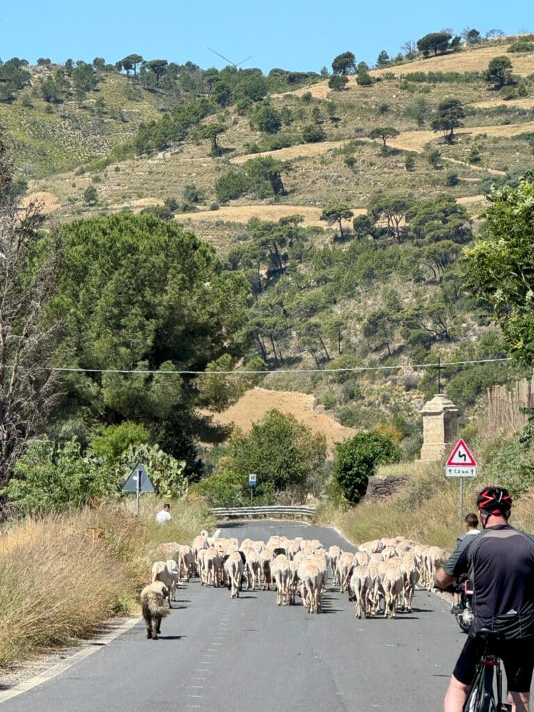 sheep on road