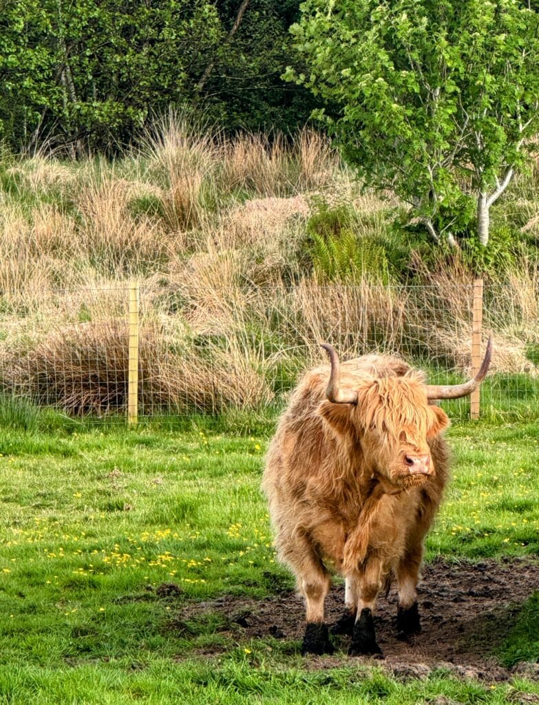 Highland Cow
